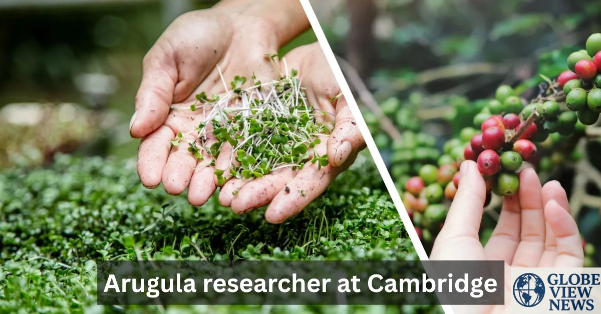 Arugula Researcher At Cambridge